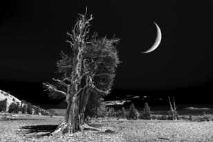 Moon over the Bristlecone Pine, B&W-3869